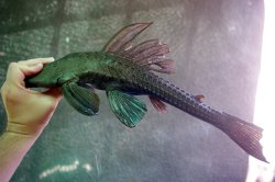 Hypostomus spiniger