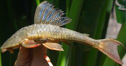 Hypostomus subcarinatus - Click for species data page