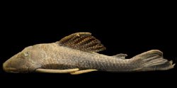 Hypostomus vaillanti - Click for species page