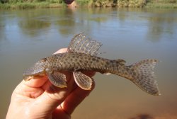 Hypostomus velhomonge - Click for species page