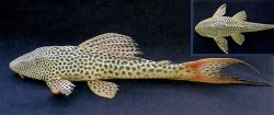 Hypostomus watwata - Click for species page