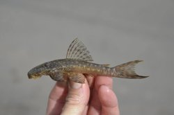 Lasiancistrus guacharote - Click for species page