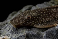 Lasiancistrus heteracanthus