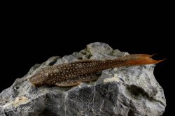 Lasiancistrus heteracanthus