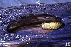 Lasiancistrus heteracanthus