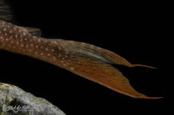 Lasiancistrus heteracanthus