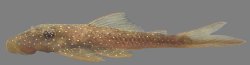 Lasiancistrus schomburgkii - Click for species data page
