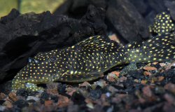 Leporacanthicus cf. galaxias(l007)