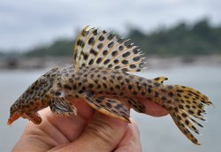 Leporacanthicus heterodon