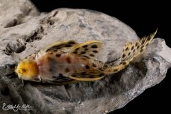 Leporacanthicus heterodon
