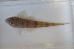 Limatulichthys griseus