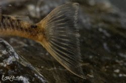 Lithoxancistrus orinoco