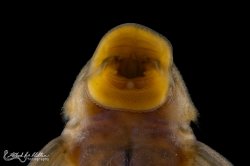 Lithoxancistrus orinoco