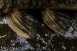 Lithoxancistrus orinoco