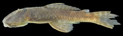 Lithoxancistrus yekuana - Click for species data page