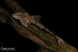 Loricaria lata - Click for species page