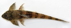 Loricaria luciae - Click for species data page