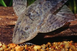 Loricaria simillima