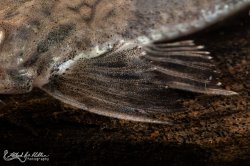 Loricaria simillima