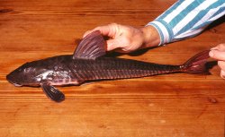 Loricariichthys anus - Click for species data page