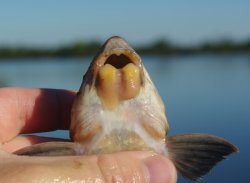 Loricariichthys anus