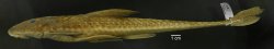 Loricariichthys castaneus
