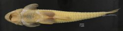 Loricariichthys castaneus