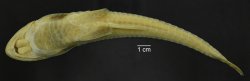 Loricariichthys stuebelii