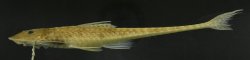 Loricariichthys ucayalensis