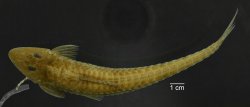 Loricariichthys ucayalensis