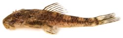 Microplecostomus forestii - Click for species page