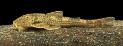 Neoplecostomus sapucai - Click for species page