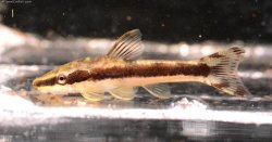 Otocinclus mura - Click for species page