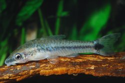 Otocinclus vittatus