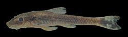 Otothyropsis biamnicus - Click for species data page