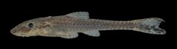 Otothyropsis polyodon - Click for species data page