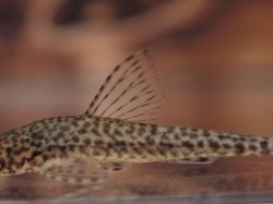 Oxyropsis wrightiana