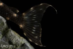 Panaqolus albivermis