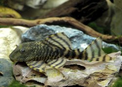 Panaqolus changae
