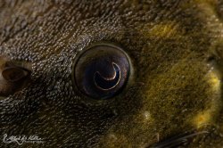 Panaqolus nocturnus
