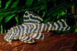Panaqolus sp. (L169)