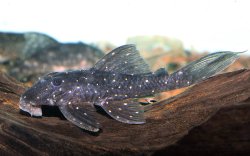 Panaqolus sp. (L426) - Click for species page