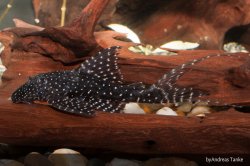 Panaqolus sp. (L466) - Click for species page