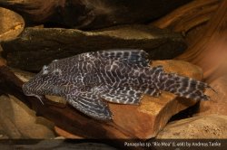 Panaqolus sp. (L468) - Click for species page