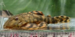 Panaqolus sp. (L515) - Click for species data page
