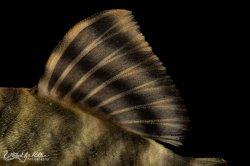 Panaqolus tankei