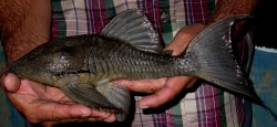 Panaque suttonorum - Click for species page