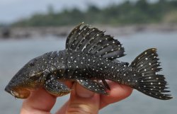 Parancistrus nudiventris - Click for species data page