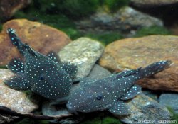 Parancistrus nudiventris