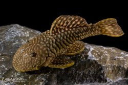 Parancistrus sp. (LDA046) - Click for species page